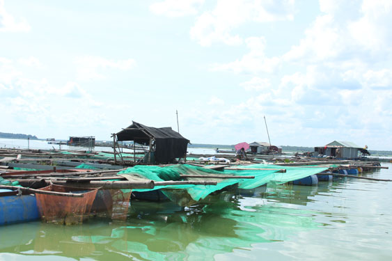Hồ Dầu Tiếng rên xiết