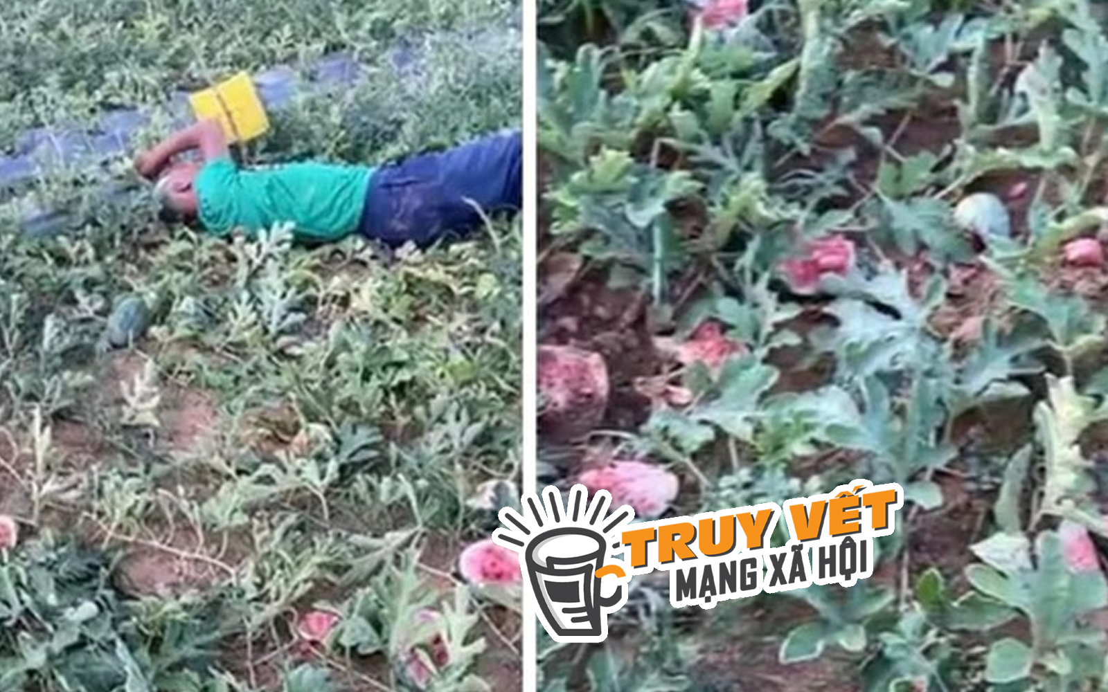 Cụ ông nằm khóc giữa vườn dưa bị phá nát