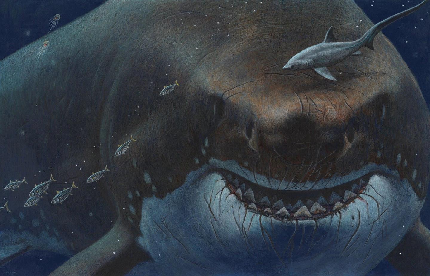 Quái vật "tiêu diệt" Megalodon đang bị loài đáng sợ hơn tàn sát