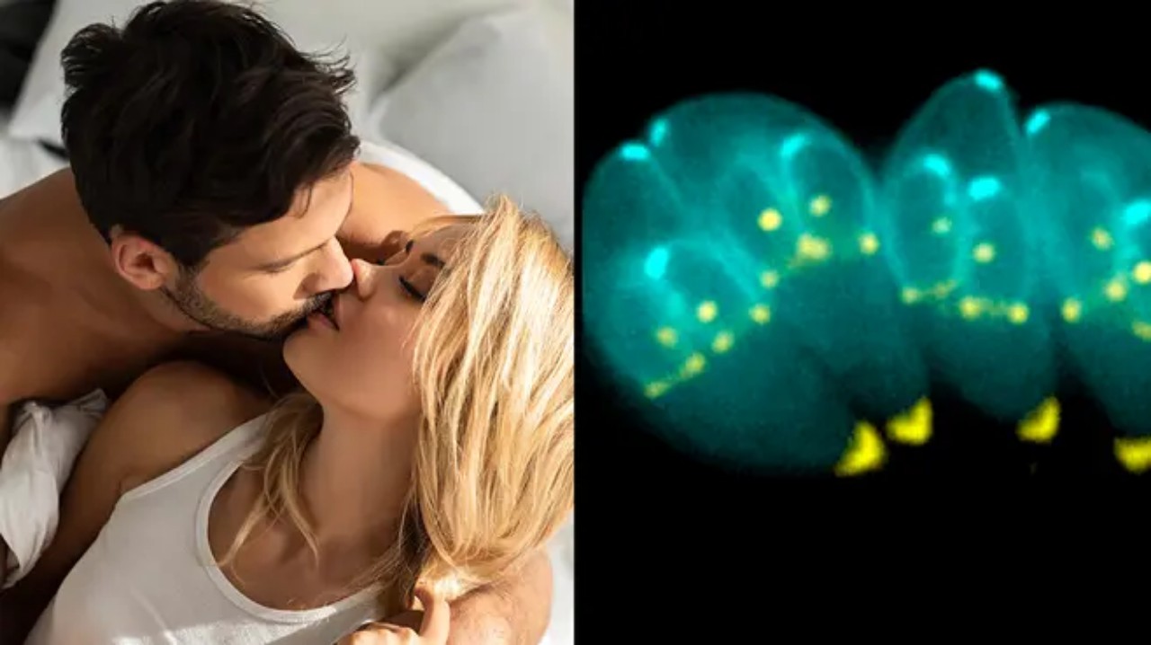 Ký sinh trùng lây từ mèo giúp con người hấp dẫn hơn?