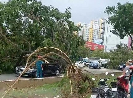 H&agrave;ng loạt c&acirc;y xanh tr&ecirc;n đường V&otilde; Văn Kiệt bật gốc, đ&egrave; tr&uacute;ng &ocirc;t&ocirc; - Ảnh 2.