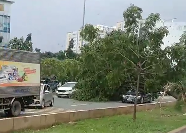 H&agrave;ng loạt c&acirc;y xanh tr&ecirc;n đường V&otilde; Văn Kiệt bật gốc, đ&egrave; tr&uacute;ng &ocirc;t&ocirc; - Ảnh 1.