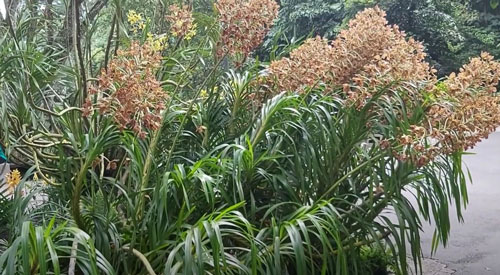 Lan thanh tuyền - Cây dược liệu tiềm năng - Ảnh 3.