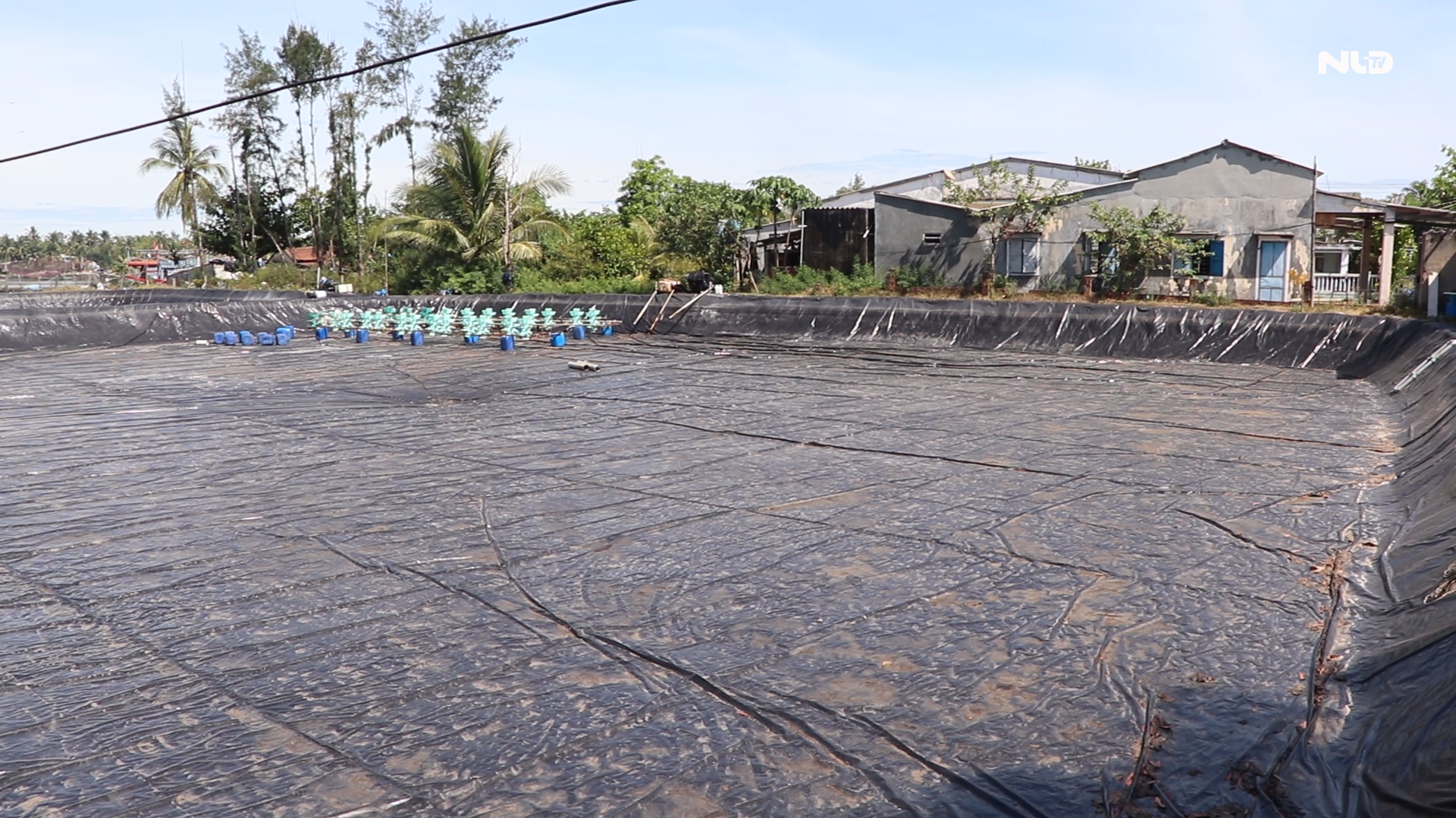 Ôm trái đắng với tôm thẻ chân trắng