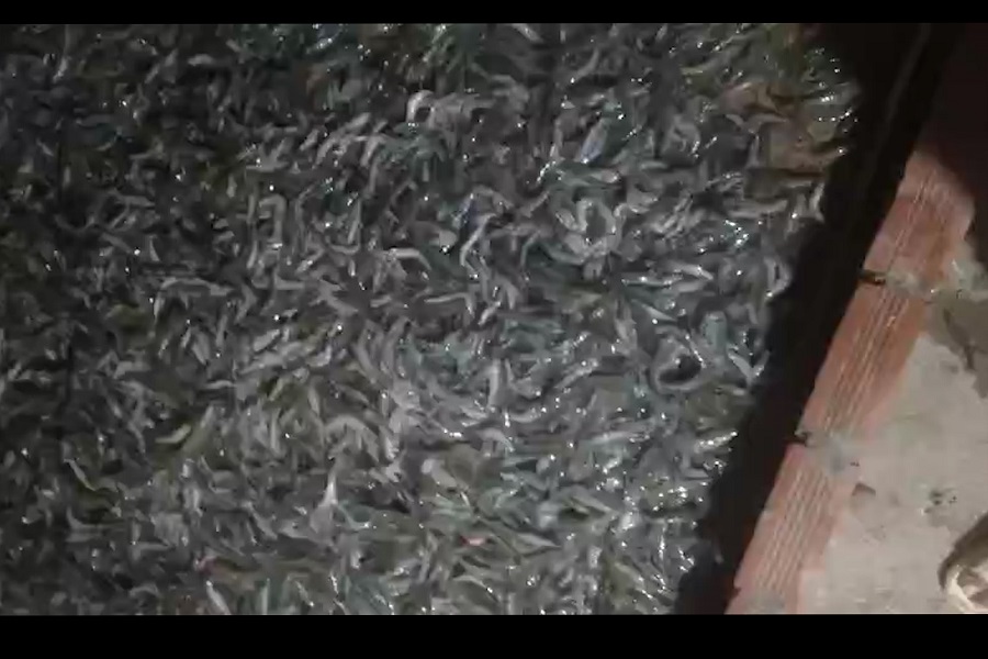 Tôm bất ngờ chết hàng loạt, nghi bị đầu độc