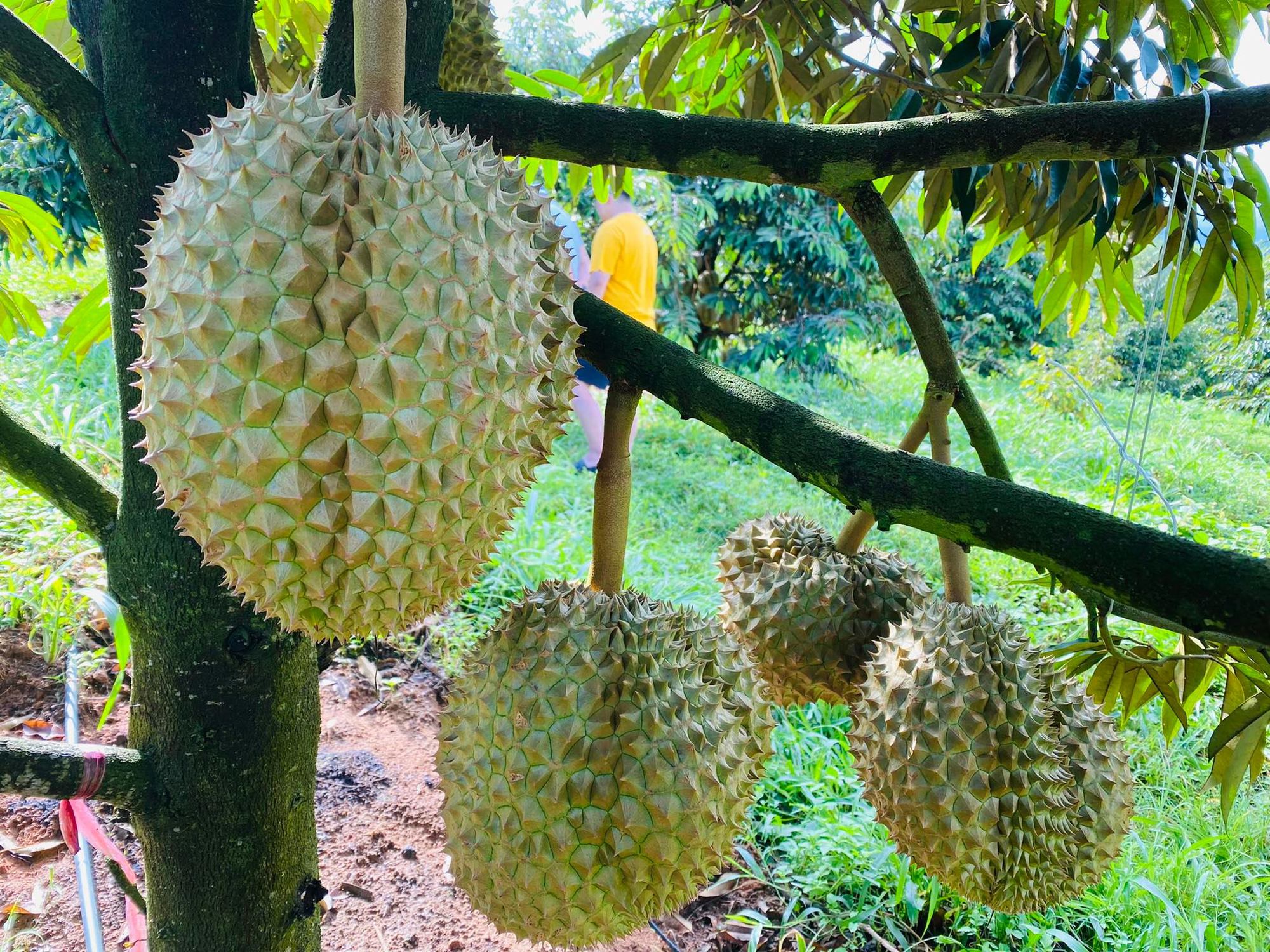 Bầu Đức: Ho&agrave;ng Anh Gia Lai c&oacute; hơn 1.000 ha sầu ri&ecirc;ng sắp thu hoạch - Ảnh 1.