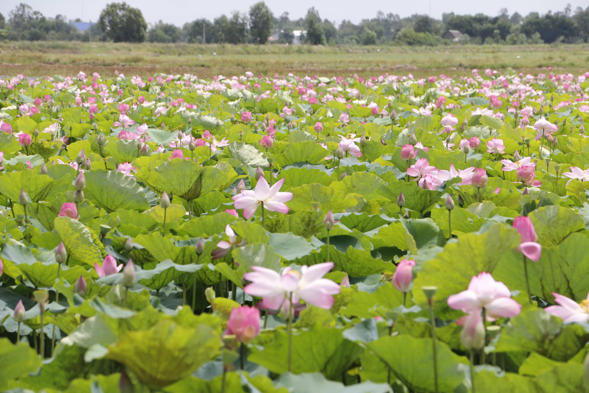 Chạy giữa Đồng Th&aacute;p Mười - Ảnh 5.