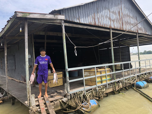 Nuôi cá lồng bè, thăng trầm như con nước