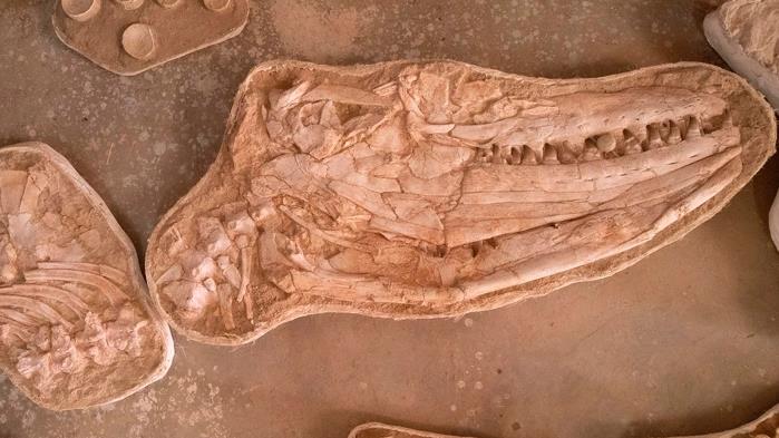 Ph&aacute;t hiện thủy qu&aacute;i lớn gấp đ&ocirc;i c&aacute; sấu, &ldquo;lai&rdquo; c&aacute; voi, rồng, rắn, T-rex - Ảnh 2.