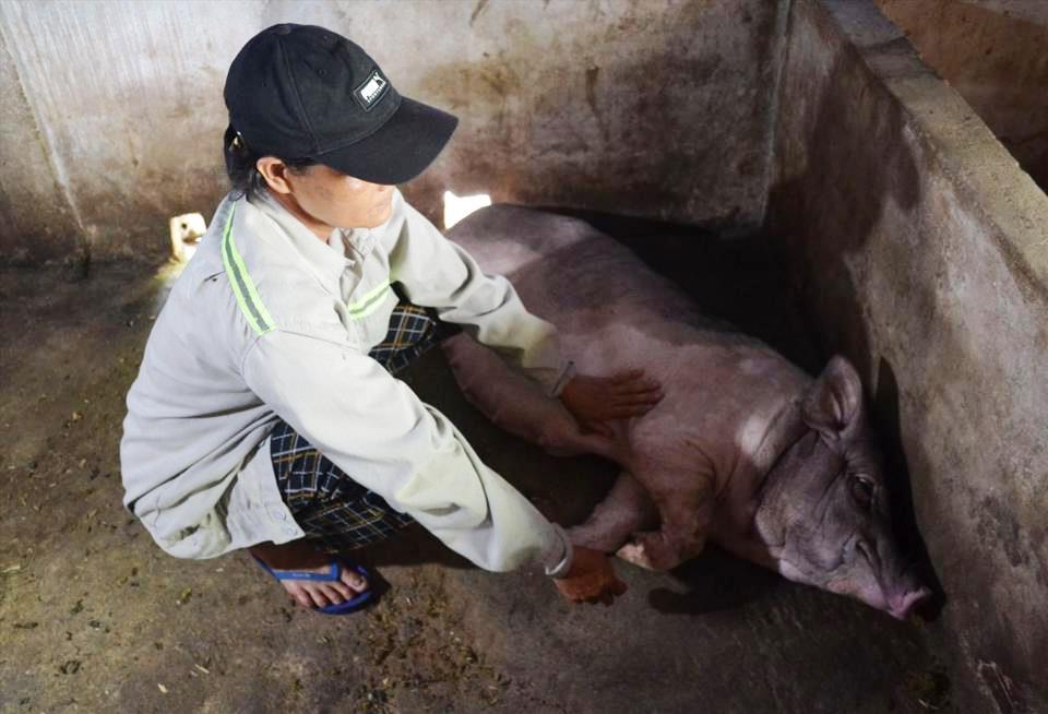 Quảng Ngãi: Lợn chết hàng loạt sau khi tiêm vắc-xin