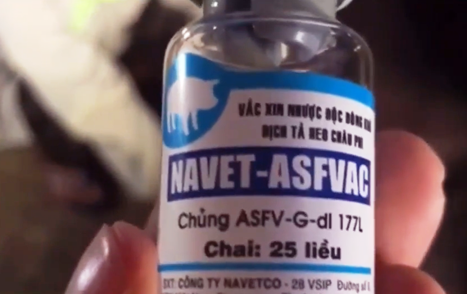 Quảng Ng&atilde;i: Lợn chết h&agrave;ng loạt sau khi ti&ecirc;m vắc-xin - Ảnh 2.