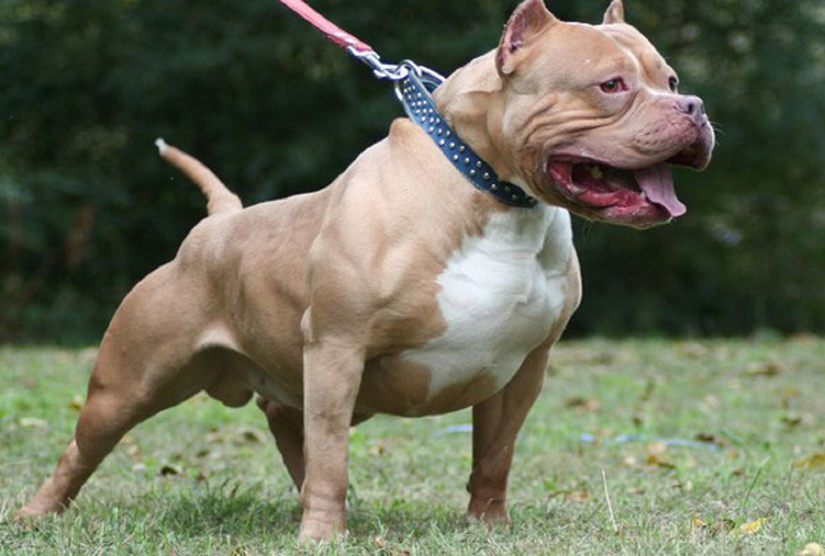 Nữ chủ nhà bị chó Pitbull cắn tử vong sau 2 ngày điều trị