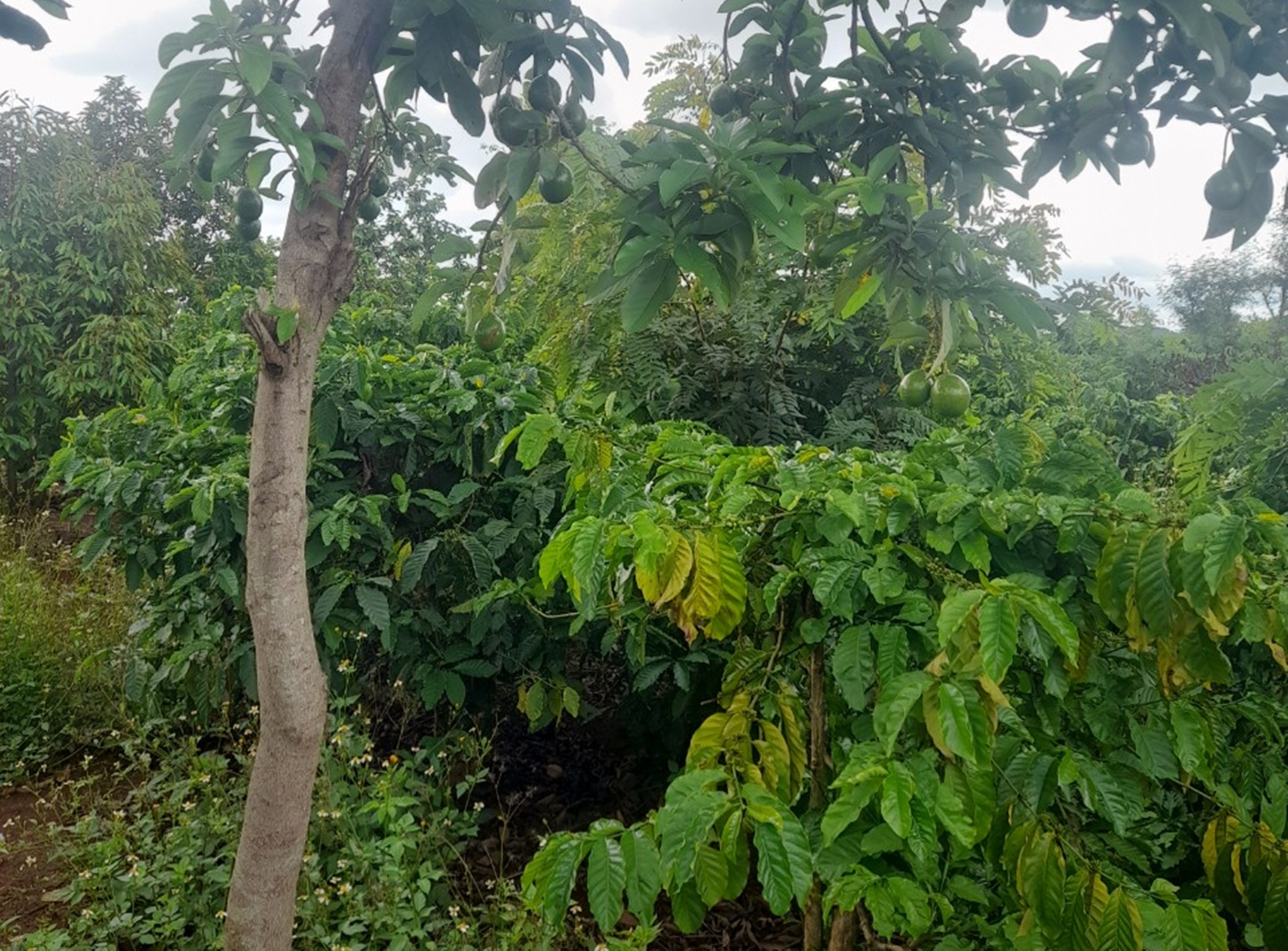 Bị điện gi&oacute; chiếm đất, người d&acirc;n k&ecirc;u cứu - Ảnh 1.