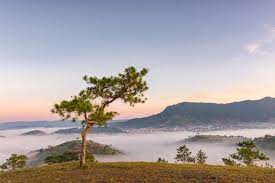 Check-in những cây cô đơn khắp Việt Nam