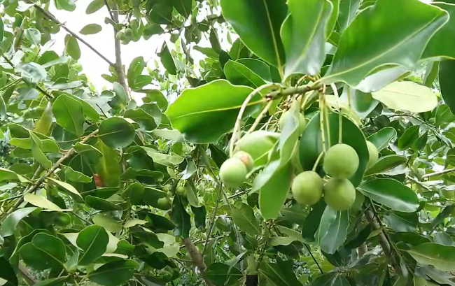 Cây mù u ngày càng có giá - Ảnh 2.