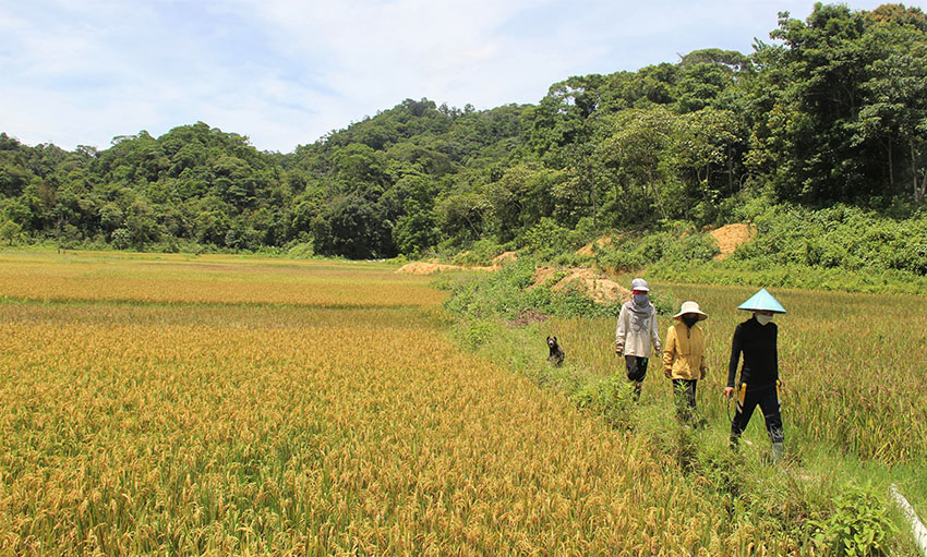 Chuyện giữ rừng ở thôn Mới