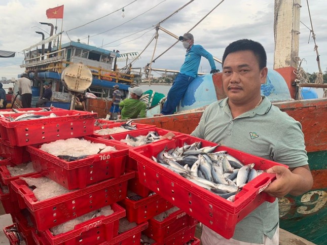 Tàu cá ở Quảng Bình thu 2,5 tỉ đồng nhờ trúng đậm cá nục sau 20 ngày ra khơi