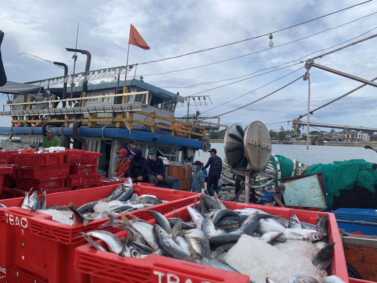 T&agrave;u c&aacute; ở Quảng B&igrave;nh thu 2,5 tỉ đồng nhờ tr&uacute;ng đậm c&aacute; nục sau 20 ng&agrave;y ra khơi - Ảnh 1.