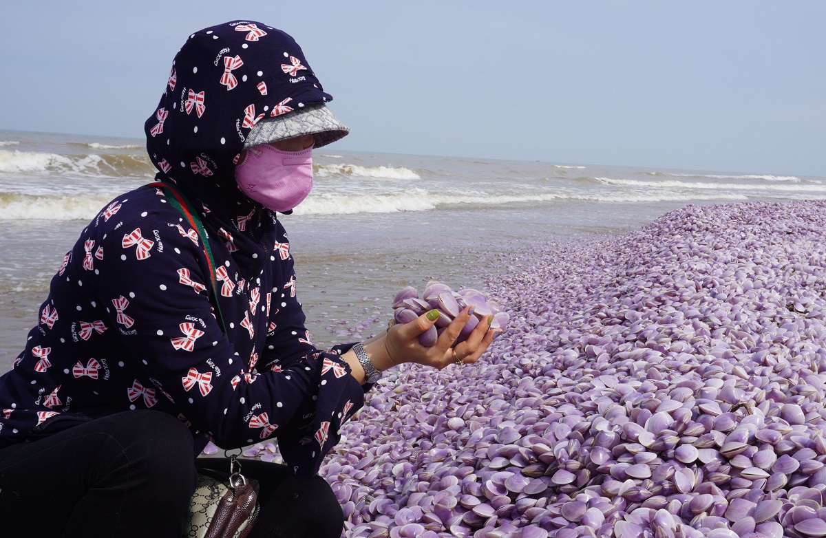 3 km bờ biển Thanh H&oacute;a xuất hiện h&agrave;ng tấn vỏ ngao chết tr&ocirc;i dạt - Ảnh 4.
