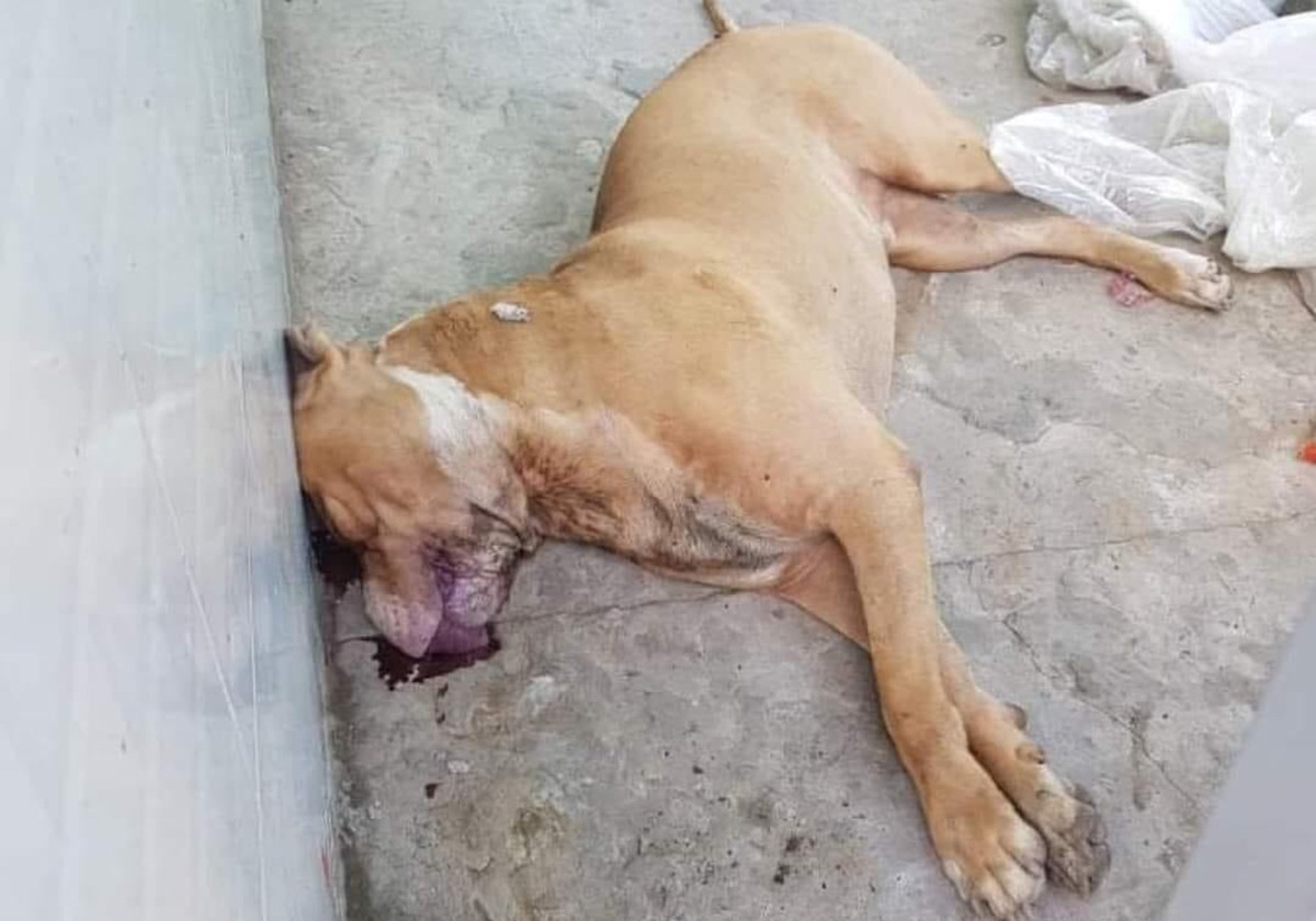 Vụ nữ chủ nhà bị chó Pitbull cắn tử vong: Tiêu hủy con chó "phản chủ"
