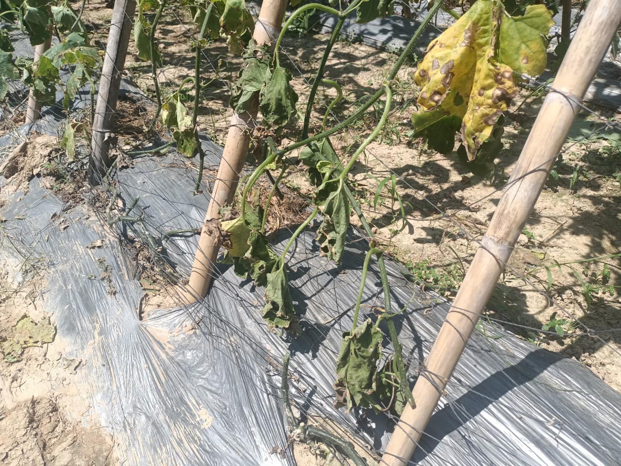 Vườn bí xanh của lão nông bất ngờ bị kẻ xấu cắt gốc, chặt quả