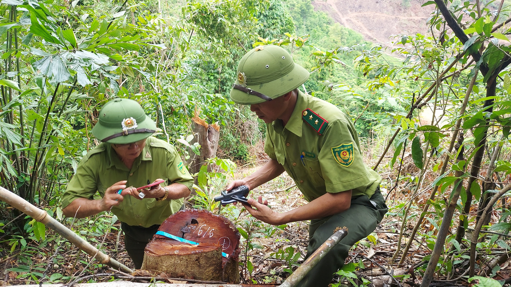 Đề nghị công an vào cuộc vụ phá rừng đầu nguồn suối La La
