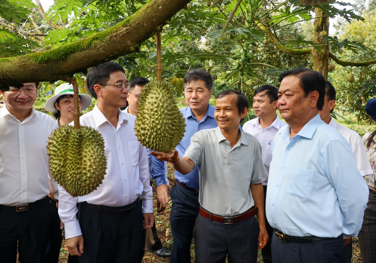 Xuất khẩu sầu riêng: Phải giữ chữ tín