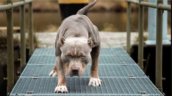 Vụ xua ch&oacute; Pitbull cắn h&agrave;ng x&oacute;m: Khởi tố cả chủ ch&oacute; lẫn nạn nh&acirc;n - Ảnh 2.