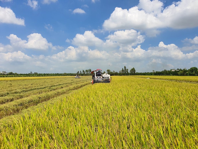 Tăng cường trồng lúa chất lượng cao