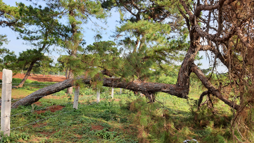 Dự &aacute;n s&acirc;n golf g&acirc;y hậu quả lớn (*): Ưu &aacute;i bất thường - Ảnh 3.
