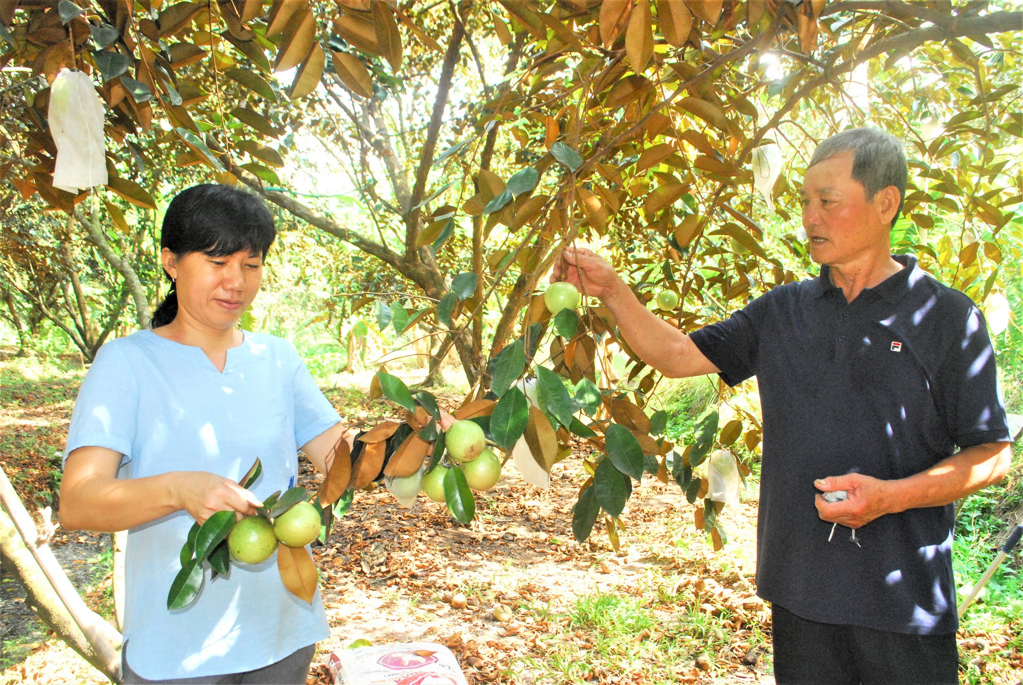 Cần mở rộng vùng trồng vú sữa Vĩnh Kim