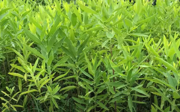 Kỳ vọng từ cây đàn hương - Ảnh 1.