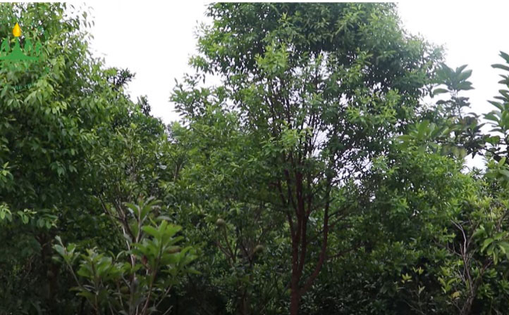 Kỳ vọng từ cây đàn hương - Ảnh 2.