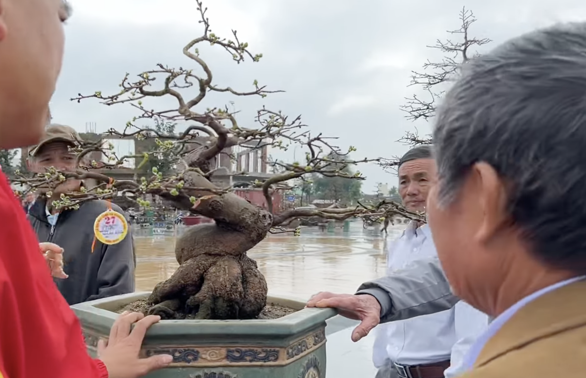 Thủ phủ mai v&agrave;ng miền Trung lần đầu tổ chức Lễ hội Mai v&agrave;ng - Ảnh 1.