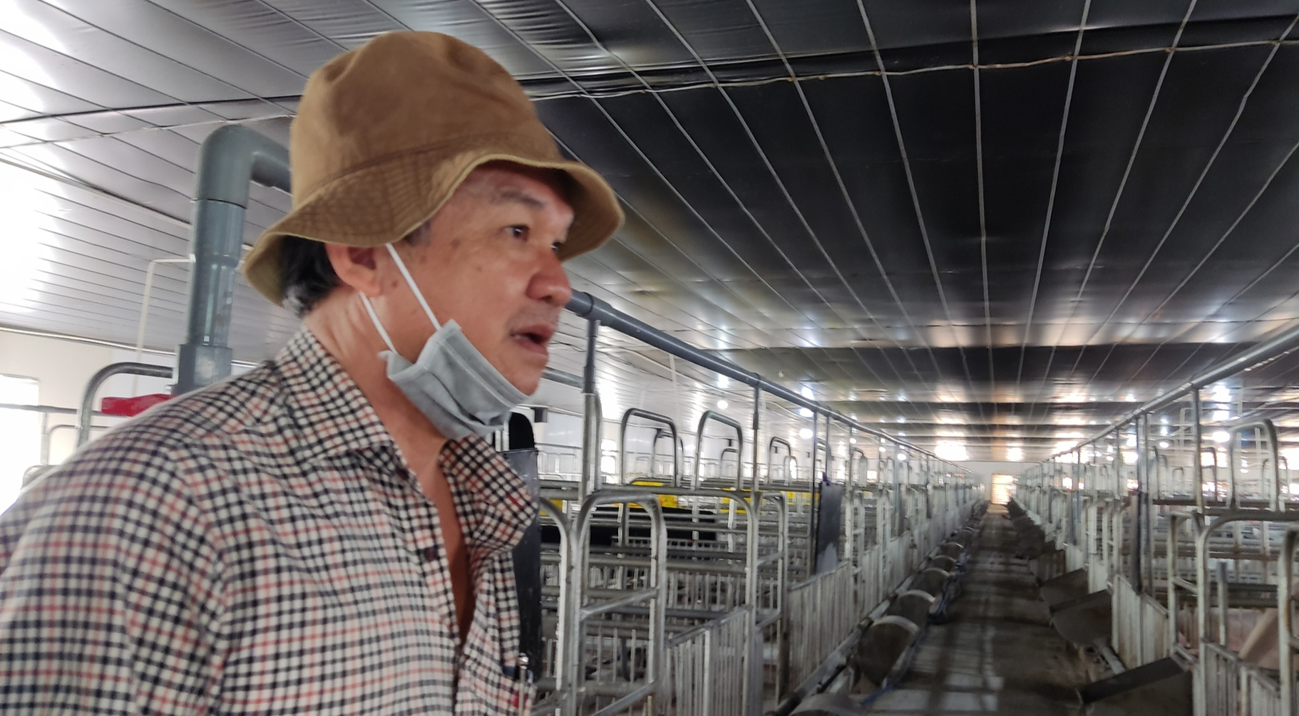 Giá heo xuống thấp, Hoàng Anh Gia Lai báo lãi giảm mạnh - Ảnh 1.