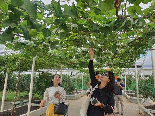 TP HCM thêm sản phẩm du lịch mới dịp Tết