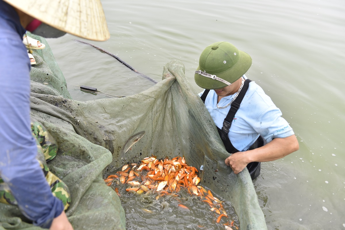 Vựa c&aacute; ch&eacute;p đỏ ở xứ Thanh tất bật chuẩn bị phương tiện cho &ocirc;ng C&ocirc;ng, &ocirc;ng T&aacute;o về trời - Ảnh 2.