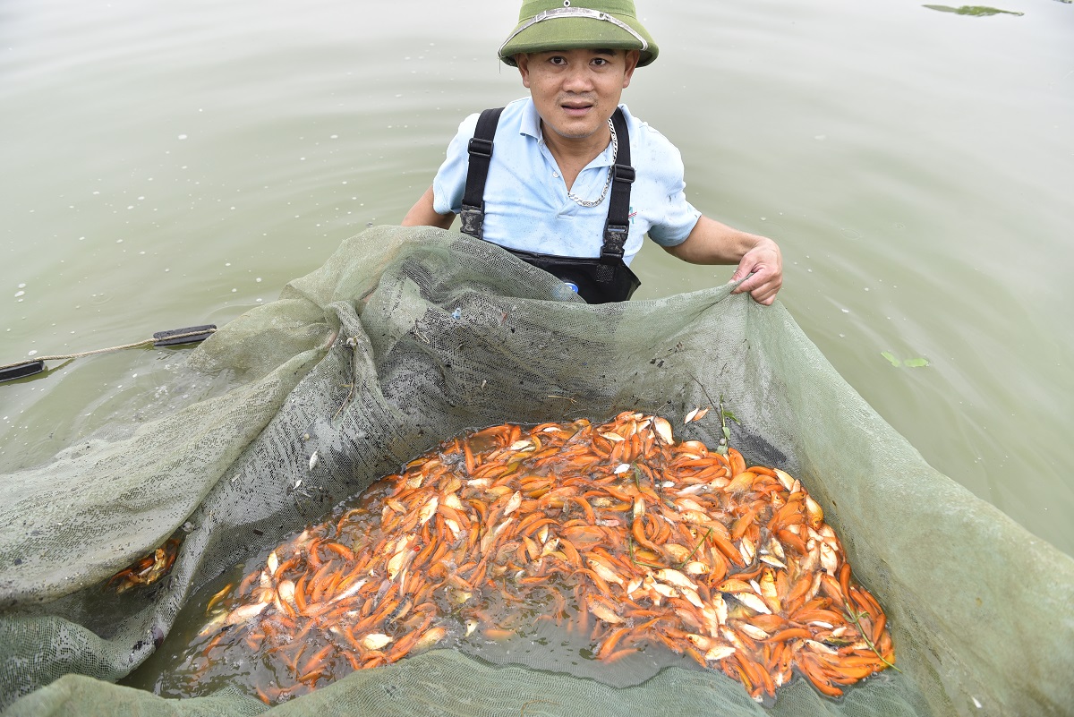 Vựa c&aacute; ch&eacute;p đỏ ở xứ Thanh tất bật chuẩn bị phương tiện cho &ocirc;ng C&ocirc;ng, &ocirc;ng T&aacute;o về trời - Ảnh 3.