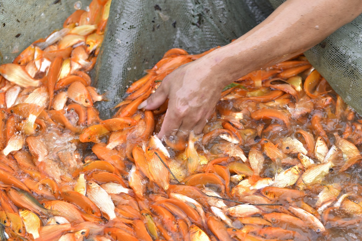 Vựa c&aacute; ch&eacute;p đỏ ở xứ Thanh tất bật chuẩn bị phương tiện cho &ocirc;ng C&ocirc;ng, &ocirc;ng T&aacute;o về trời - Ảnh 1.