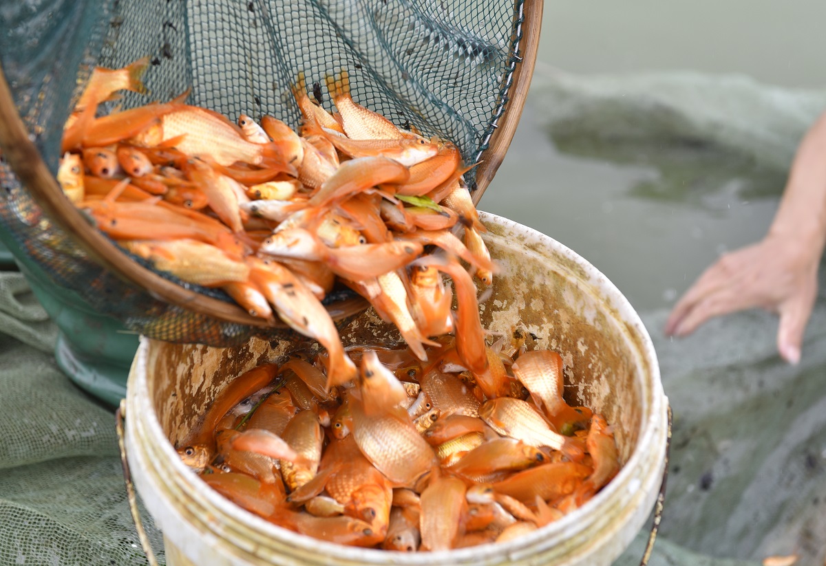 Vựa c&aacute; ch&eacute;p đỏ ở xứ Thanh tất bật chuẩn bị phương tiện cho &ocirc;ng C&ocirc;ng, &ocirc;ng T&aacute;o về trời - Ảnh 8.