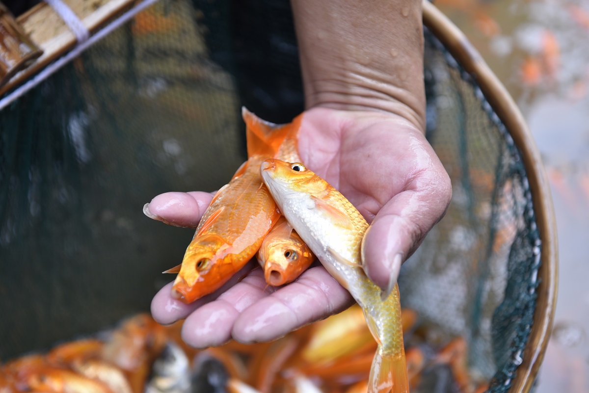 Vựa c&aacute; ch&eacute;p đỏ ở xứ Thanh tất bật chuẩn bị phương tiện cho &ocirc;ng C&ocirc;ng, &ocirc;ng T&aacute;o về trời - Ảnh 11.