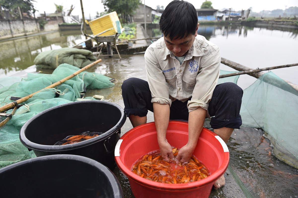Vựa c&aacute; ch&eacute;p đỏ ở xứ Thanh tất bật chuẩn bị phương tiện cho &ocirc;ng C&ocirc;ng, &ocirc;ng T&aacute;o về trời - Ảnh 6.