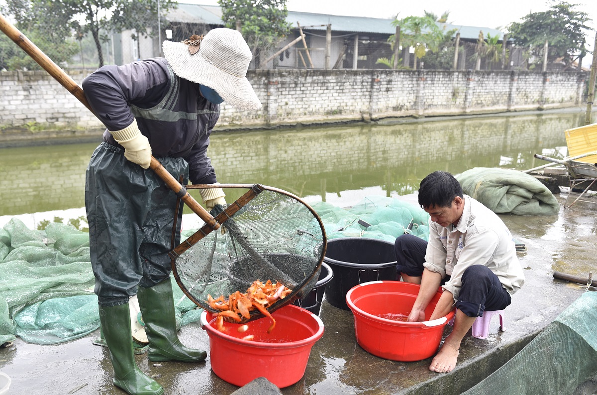 Vựa c&aacute; ch&eacute;p đỏ ở xứ Thanh tất bật chuẩn bị phương tiện cho &ocirc;ng C&ocirc;ng, &ocirc;ng T&aacute;o về trời - Ảnh 7.