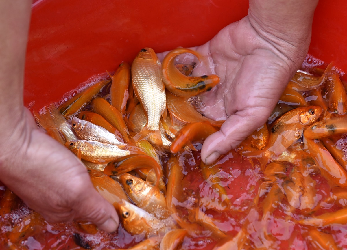 Vựa c&aacute; ch&eacute;p đỏ ở xứ Thanh tất bật chuẩn bị phương tiện cho &ocirc;ng C&ocirc;ng, &ocirc;ng T&aacute;o về trời - Ảnh 12.