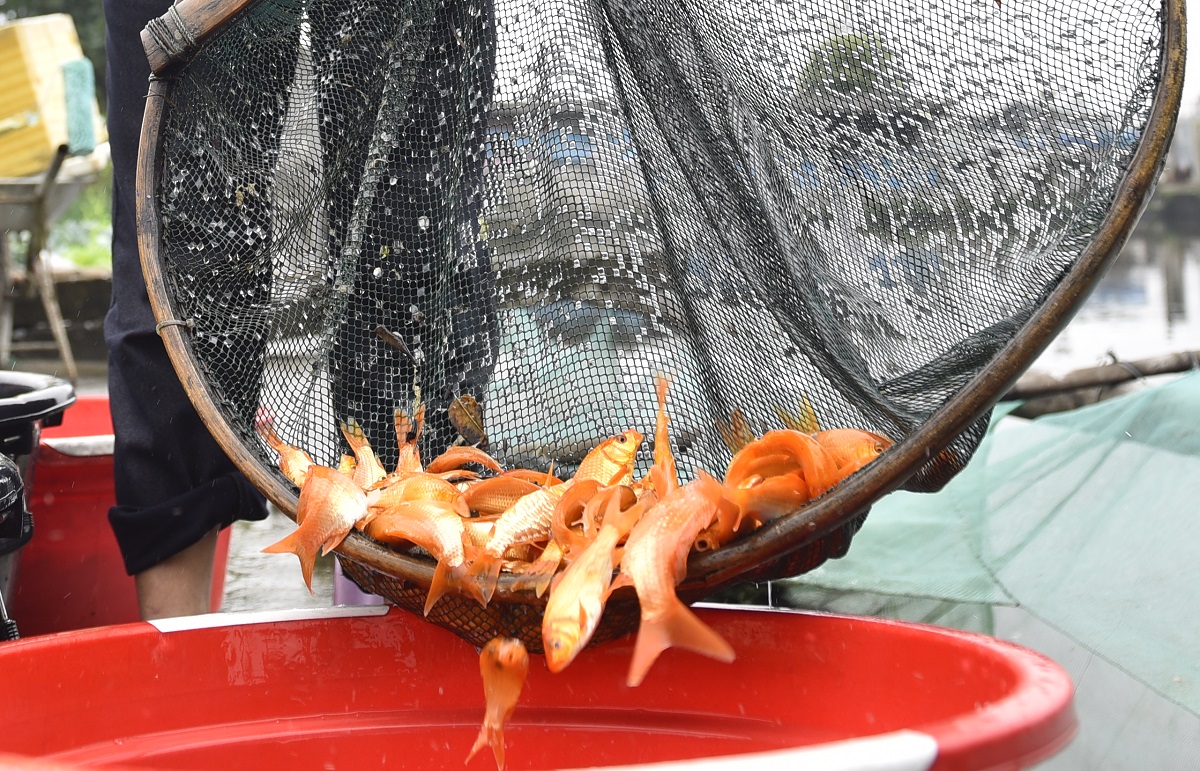 Vựa c&aacute; ch&eacute;p đỏ ở xứ Thanh tất bật chuẩn bị phương tiện cho &ocirc;ng C&ocirc;ng, &ocirc;ng T&aacute;o về trời - Ảnh 10.
