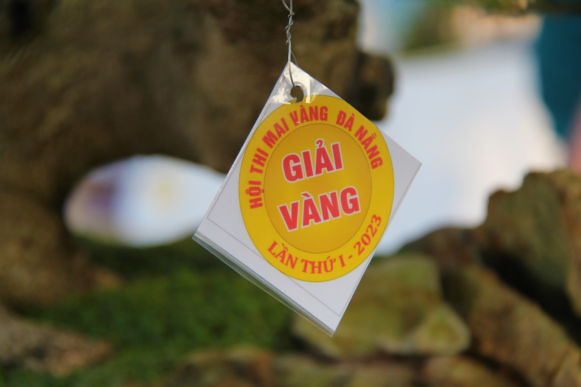 Đ&atilde; mắt với kỳ hoa ở Đ&agrave; Nẵng  - Ảnh 7.