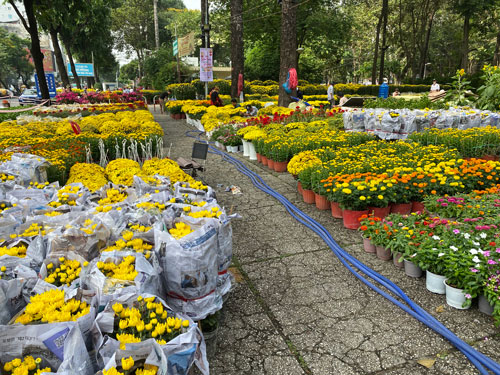 Chợ hoa kiểng Tết vắng bóng mai