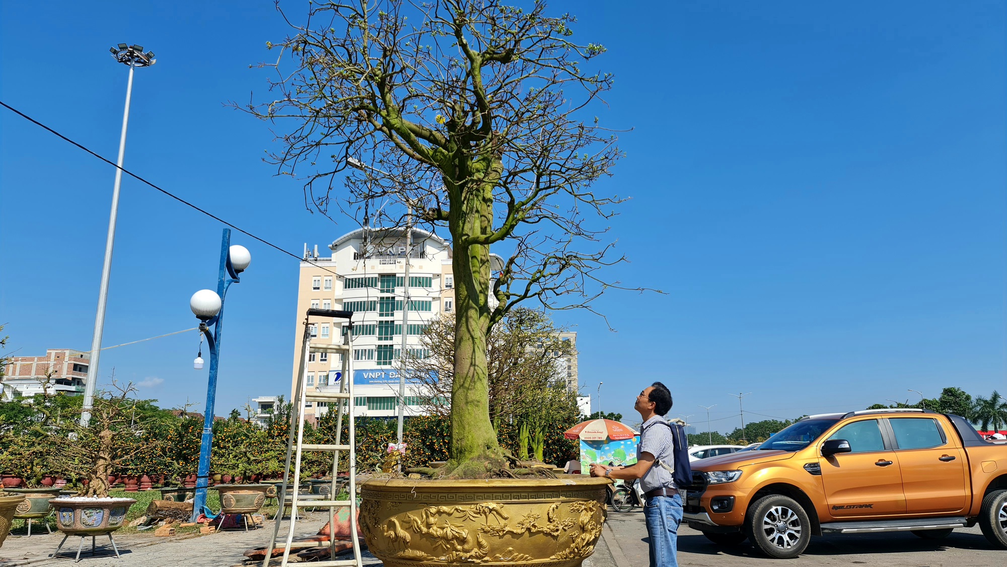 Ngắm "cụ" mai bạc tỉ, chủ vườn “không bớt 1 đồng”