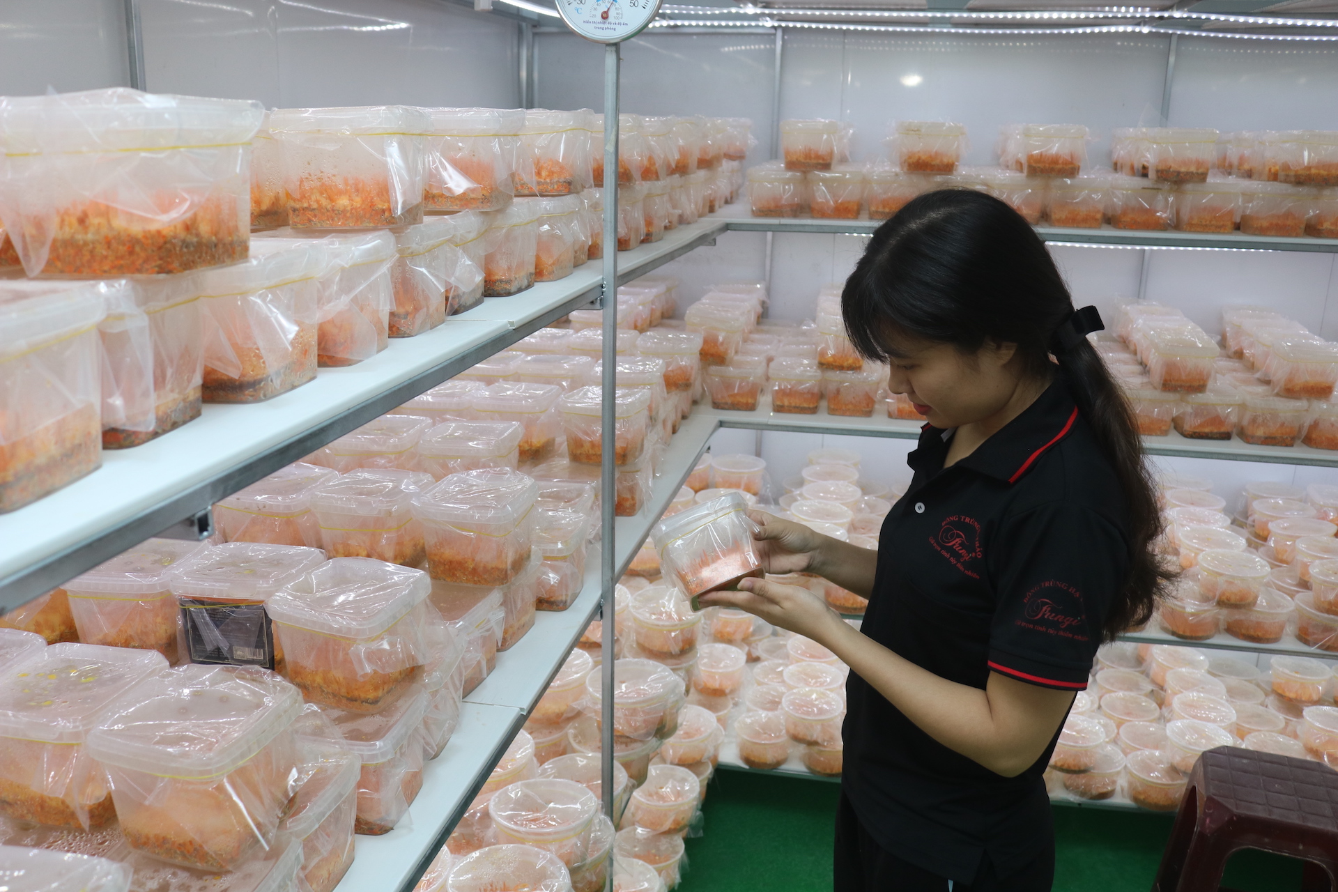 CLIP: Kỹ sư điện tử khởi nghiệp th&agrave;nh c&ocirc;ng với đ&ocirc;ng tr&ugrave;ng hạ thảo - Ảnh 3.