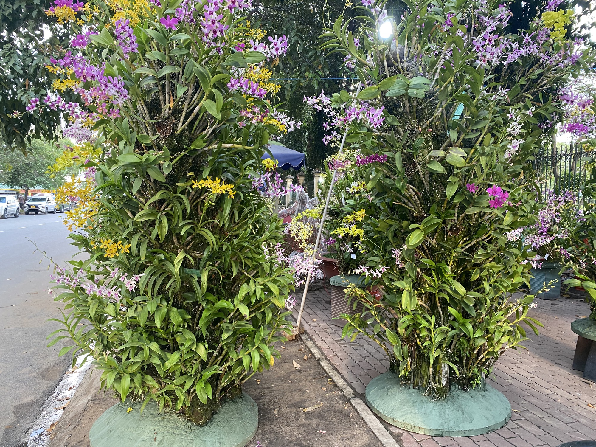 Nhiều hoa, kiểng Tết độc, lạ, gi&aacute; hơn trăm triệu đồng - Ảnh 5.
